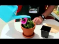 Keep More Water In Your Pot Plants - Team Member Hints Tips