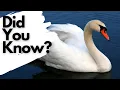 Download Lagu Things you need to know about  MUTE SWANS