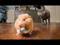 Download Lagu Mouse Hunt