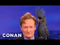 Download Animal Expert David Mizejewski: Black Palm Cockatoo & Crocodile - CONAN on TBS mp4 3gp mp3 videos - waplic
