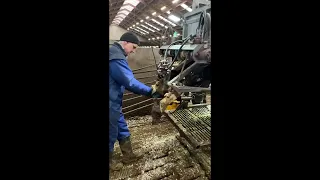 #cows #dairyfarm #milkcows
