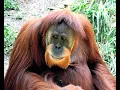 Vegan Prisoners Support Group Wikipedia article