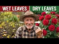 7 Rose Mistakes I ve Learned to Avoid in 40 Years of Growing
