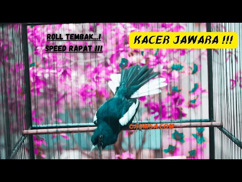 OCEHAN KACER SATU INI TOP ll JUARA FULL MATERI MEWAH 2021