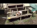 Craigslist Puppies Huck Boss Gunner Kipper Niblet Rambler April 17 2017 w Passion 4 Paws Vermont