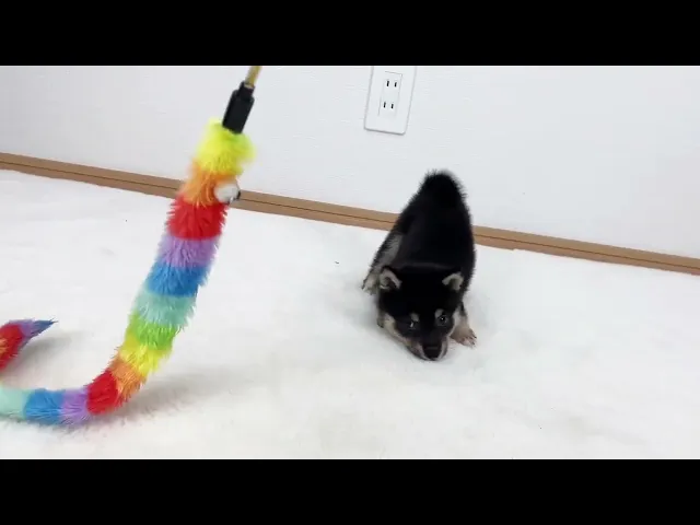 動画