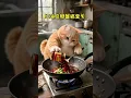 Download Lagu Fat orange cat cooks crispy fried fish #cat #aicat #fatcat #orangecat #aicatfunny