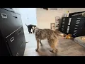 Download Lagu Incredible Tiny Homes has Gone to the Dogs 🐶 🤣🤣🤣 George visiting today may have been a bad idea 🤔🤣
