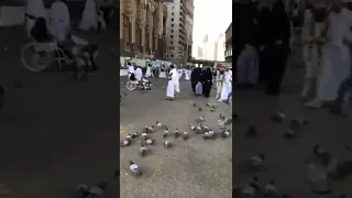 ياحمام المدينة سلم على نبينا دندنها