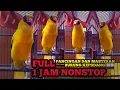 Lagu FULL 1 JAM NONSTOP Kicauan Burung Kepodang Emas Gacor Cocok Buat Pancingan \u0026 Masteran Burung Podang