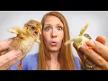 Hatching the Smallest Quail with the Tallest Chicks