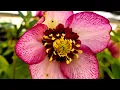 Download Lagu My Top 5 Winter Flowering Plants - Plus Lots More