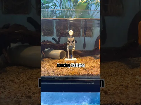 Dancing Skeleton for my Aquarium Fish #aquarium #indianfishguy #fish #pets #animals