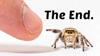 The Legacy of Making Friends With a Tiny Spider