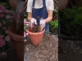 Lagu De gemakkelijkste en snelste manier om uw plant te verpotten en de overlevingskans met 100% te ve...