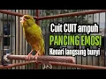Download Lagu kenari GACOR panjang Cuit Cuit EMOSI, Pancingan Kenari Paud Belajar Bunyi terapi AMPUH Kenari MACET
