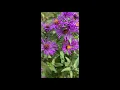 Download Lagu How to Save Aster Seeds #shorts