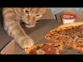 Orange Cat behavior