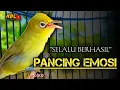 Download Lagu CIAK CIAK JOSS KECIAL KUNING AMPUH||PANCINGAN KECIAL MALAS BUNYI||
