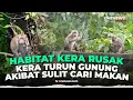 Lagu Habitat Tertutup Abu Vulkanik Semeru, Kera Liar Turun Gunung | OneNews Update