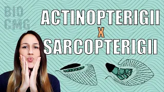 Actinopterygii x Sarcopterygii: diferenças das linhagens dos peixes ósseos (Osteichthyes)