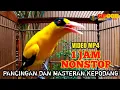 Download Lagu KEPODANG EMAS GACOR SUARA MERDU PANCINGAN KEPODANG AGAR BUNYI