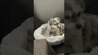Dog Watches Storm! Boat Wash & Danger at Sea!