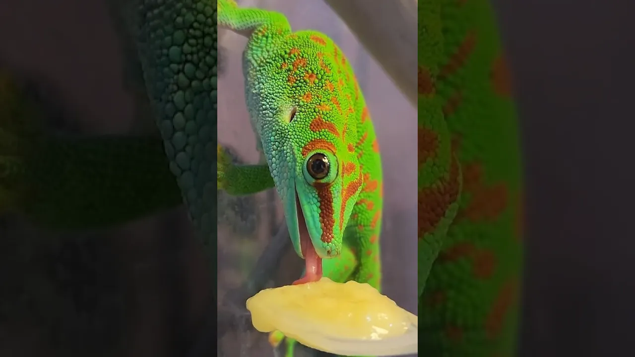 熟れすぎたバナナ