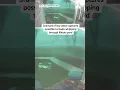 Dramatic Ring captures possible tornado whipping through Illinois yard NBC DFW