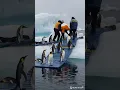 Helping a Colony of Emperor Penguins During an Ice