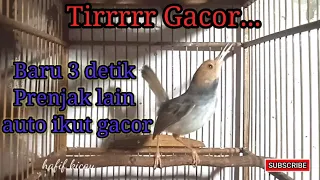 Download Prenjak Gacor Betina. Cocok Untuk Masteran dan Pancingan. Cinenen Jawa. Cemplir. MP3