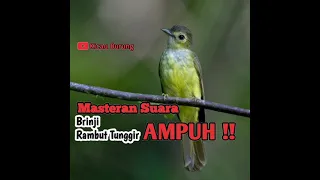 Download Tembakan Brinji Rambut Tunggir roll cocok buat tembakan MP3