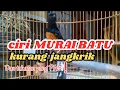 Download Lagu 10 Ciri Murai Kurang Jangkrik dan Takaran Yang Benar!