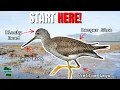 Download Lagu Identifikasi Burung Pantai untuk Pemula!