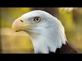 Bald Eagles Explained Development Mating Hunting Conservation Efforts
