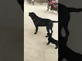 Download Lagu bhau bhau #cutedogs #shortvideo #shortviral #video #viral #dog
