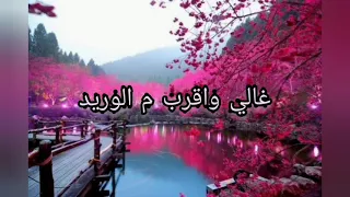 كلمات اغنية بالبنط العريض بصوت أحمد جيكا 