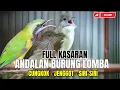 Download Lagu MASTERAN WAJIB BURUNG LOMBA!! CUCAK CUNGKOK - SIRI-SIRI PLUS CUCAK JENGGOT FULL BESET SPEDD  RAPAT