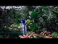 Download Lagu Wafiq azizah subhanallah