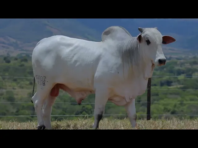 Garrote Nelore SABZ - 158