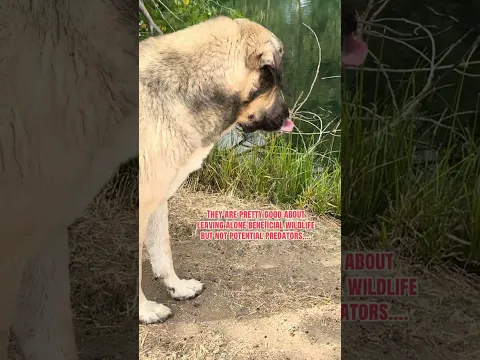 The LGD encounter a snake and a not so fortunate skunk…