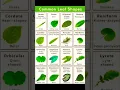 Common Leaf Shapes