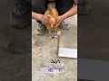Steps To Train Your Chickens To Be Smart In 3 Days #tricks #training #interesting