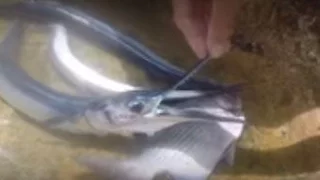 Spearfishing On San Andres – UNTIE THE LINES II #17