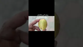 بيذام كهرماني لوز سلطنة عمان ولاية السويق 