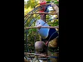 Download Lagu Suara Burung Pergam, cocok untuk Pikat..