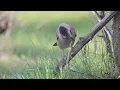 Forest In 4K - The Healing Power Of Nature Sounds | Forest Sounds | Scenic Relaxation Film
