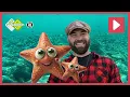 Download Lagu ZEESTER ZOEKEN ⭐️ | Beestenbrigade Wilde Dieren | NPO Zappelin