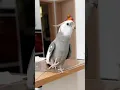 Lagu Skyler's Operatic Ovation: Adorable Cockatiel's Cute Opera Singing Skills | #cockatielscraze