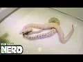Micro Scale Ball Pythons - Scaleless Pythons
